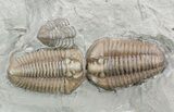 Pair Of Prone Flexicalymene Trilobites In Shale - Ohio #52204-1